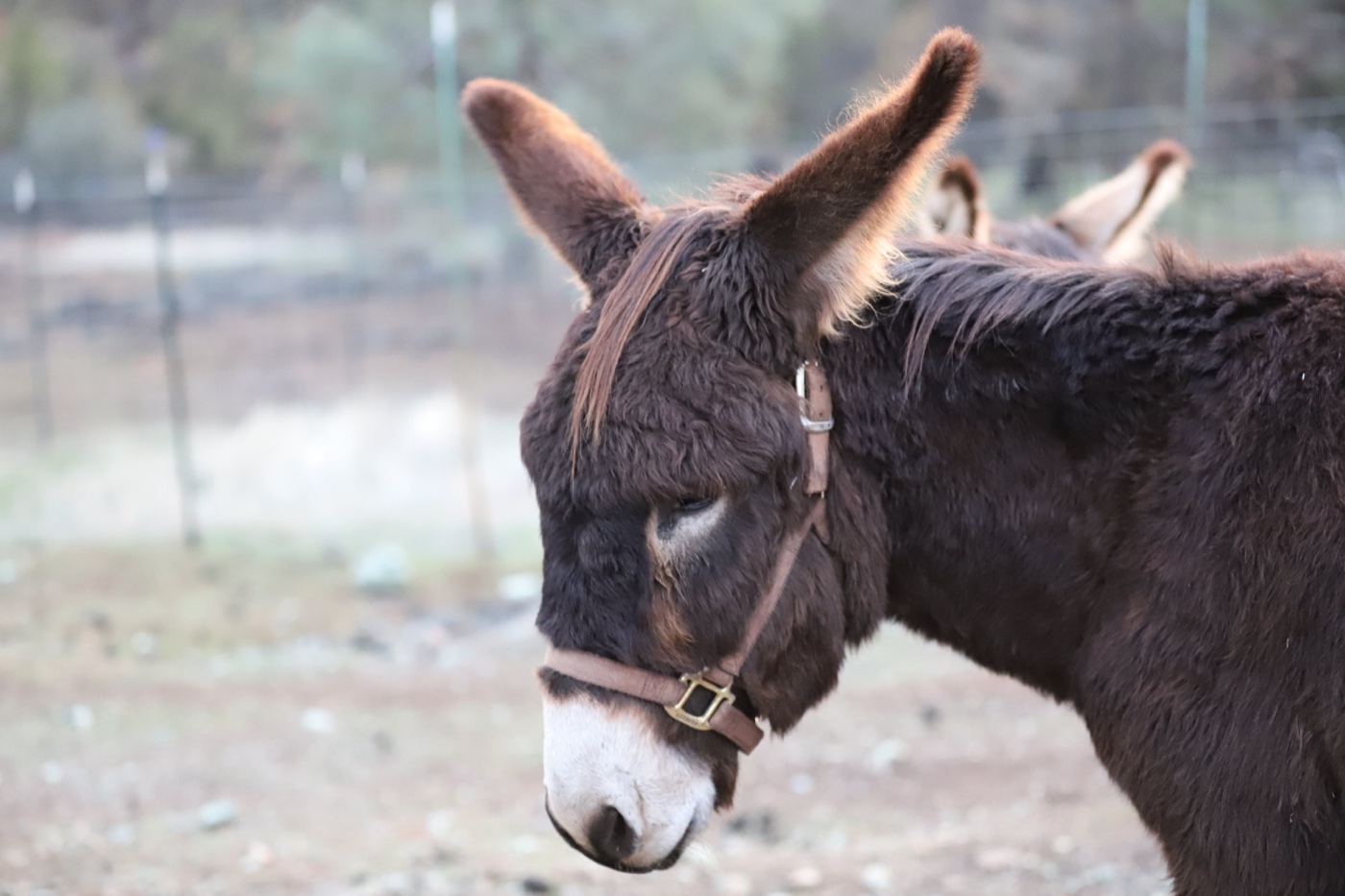 A brown donkey wearing a leather halter at the farm in Placerville