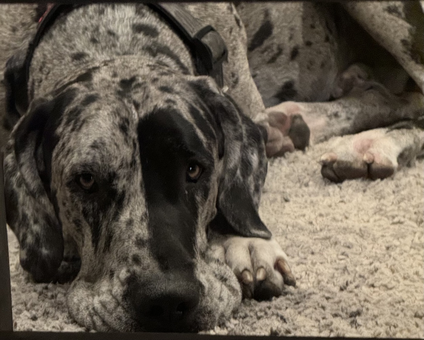 The studio's Great Dane lying down, close-up portrait